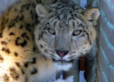 Kiran The Snow Leopard Kiran The Snow Leopard
