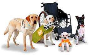 Service Dogs Service Dogs
