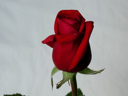 Rose flower Rose flower