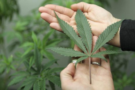 Consultant Angel Martos holds a marijuana leaf at the Canna Pi medical marijuana dispensary in Seattle, Washington, November 27, 2012. REUTE Consultant Angel Martos holds a marijuana leaf at the Canna Pi medical marijuana dispensary in Seattle, Washington, November 27, 2012. REUTE