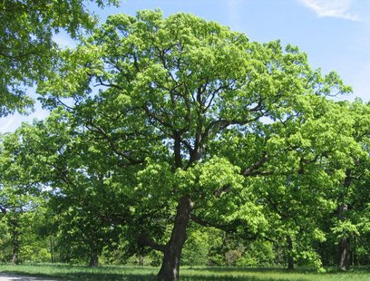 Oak tree Oak tree