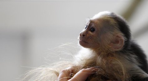 Mally, the pet monkey of Canadian singer Justin Bieber, is seen at a home for animals in Munich April 2, 2013. REUTERS/Michaela Rehle Mally, the pet monkey of Canadian singer Justin Bieber, is seen at a home for animals in Munich April 2, 2013. REUTERS/Michaela Rehle