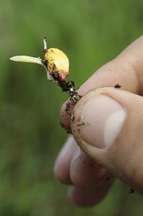 A maize seedling is seen in the corn greenhouse at the Monsanto Research facility in Chesterfield, Missouri in this file photo taken October A maize seedling is seen in the corn greenhouse at the Monsanto Research facility in Chesterfield, Missouri in this file photo taken October