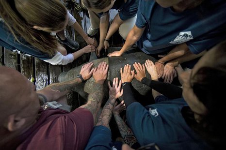 Manatee rehab team members hold down a rescued manatee during treatment at Tampa's Lowry Park Zoo, Florida in this file photo taken March 13 Manatee rehab team members hold down a rescued manatee during treatment at Tampa's Lowry Park Zoo, Florida in this file photo taken March 13