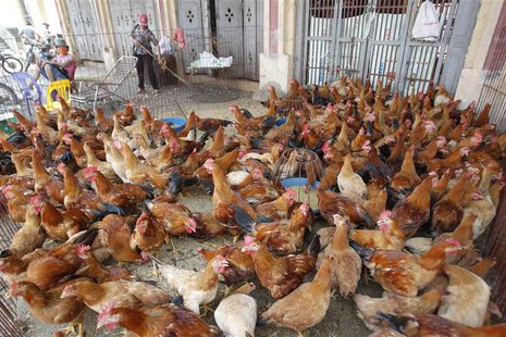 Chicken are displayed for sale at a wholesale poultry market in Ha Vy village, outside Hanoi April 5, 2013. REUTERS/Kham Chicken are displayed for sale at a wholesale poultry market in Ha Vy village, outside Hanoi April 5, 2013. REUTERS/Kham