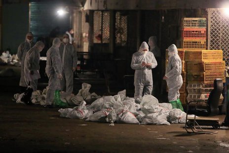 Technicians wearing protection suits begin to cull poultry at a poultry wholesale market, where H7N9 bird flu virus was detected in pigeon s Technicians wearing protection suits begin to cull poultry at a poultry wholesale market, where H7N9 bird flu virus was detected in pigeon s