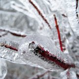 Freezing rain resulting in ice-covered trees and power lines - KELO file photo Freezing rain resulting in ice-covered trees and power lines - KELO file photo