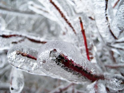 Freezing rain resulting in ice-covered trees and power lines - KELO file photo Freezing rain resulting in ice-covered trees and power lines - KELO file photo