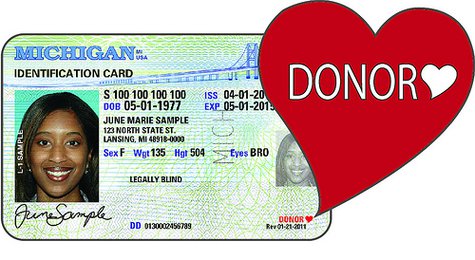 What an organ donor's license might look like. What an organ donor's license might look like.