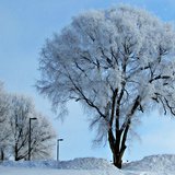 Snow covered trees in Sioux Falls, S.D. - Photo copyright Greg Belfrage