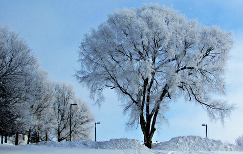 Snow covered trees in Sioux Falls, S.D. - Photo copyright Greg Belfrage Snow covered trees in Sioux Falls, S.D. - Photo copyright Greg Belfrage