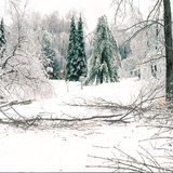 Ice storm tree damage - Wikimedia photo by Skeezix1000