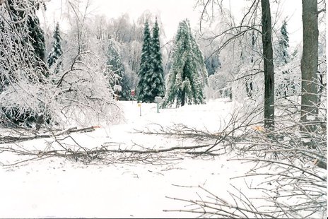 Ice storm tree damage - Wikimedia photo by Skeezix1000 Ice storm tree damage - Wikimedia photo by Skeezix1000