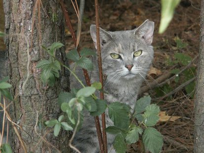 A feral cat looks out from the underbrush in this undated handout photo. Cat lovers are pushing the Florida legislature to pass a law protec A feral cat looks out from the underbrush in this undated handout photo. Cat lovers are pushing the Florida legislature to pass a law protec