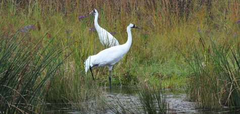 Whooping Cranes. Photo courtesy U.S. Fish and Wildlife Service Whooping Cranes. Photo courtesy U.S. Fish and Wildlife Service
