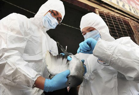 Health officers examine a pigeon for H7N9 at a poultry market in Changsha, Hunan province April 7, 2013. REUTERS/China Daily Health officers examine a pigeon for H7N9 at a poultry market in Changsha, Hunan province April 7, 2013. REUTERS/China Daily