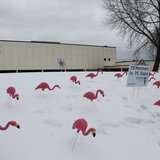 WITC Flamingos