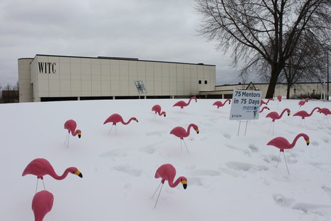 WITC Flamingos WITC Flamingos