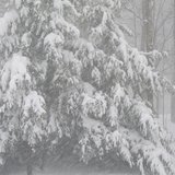 snowy scene snowy scene