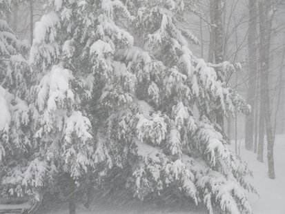 snowy scene snowy scene