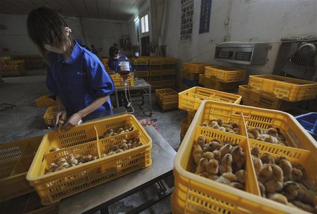 Workers vaccinate chicks with the H9 bird flu vaccine at a farm in Changfeng county, Anhui province, April 14, 2013. REUTERS/Stringer Workers vaccinate chicks with the H9 bird flu vaccine at a farm in Changfeng county, Anhui province, April 14, 2013. REUTERS/Stringer