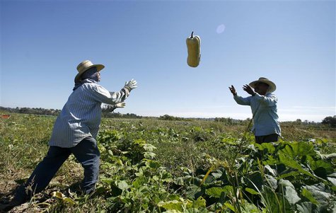 Farm workers harvest squash in Rancho Santa Fe, California in this October 3, 2007 file photo. REUTERS/Mike Blake/Files Farm workers harvest squash in Rancho Santa Fe, California in this October 3, 2007 file photo. REUTERS/Mike Blake/Files