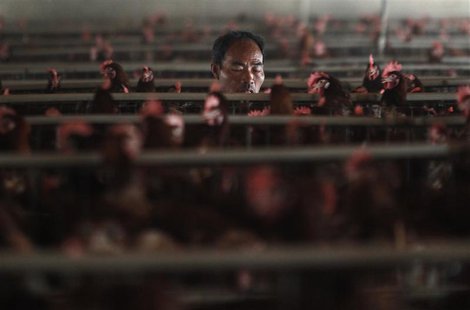 An employee works at a poultry farm on the outskirts of Shanghai April 16, 2013. REUTERS/Aly Song An employee works at a poultry farm on the outskirts of Shanghai April 16, 2013. REUTERS/Aly Song