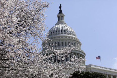 Cherry trees are in full bloom in front of the U.S. Capitol in Washington April 10, 2013. REUTERS/Yuri Gripas Cherry trees are in full bloom in front of the U.S. Capitol in Washington April 10, 2013. REUTERS/Yuri Gripas