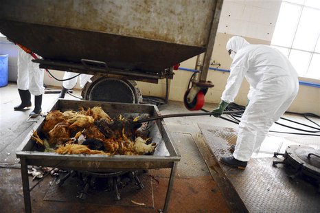 Employees dispose uninfected dead birds at a treatment plant as part of preventive measures against the H7N9 bird flu in Guangzhou, Guangdon Employees dispose uninfected dead birds at a treatment plant as part of preventive measures against the H7N9 bird flu in Guangzhou, Guangdon