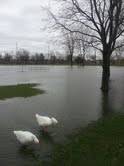 Flooding at Waterworks Park In Coldwater Flooding at Waterworks Park In Coldwater