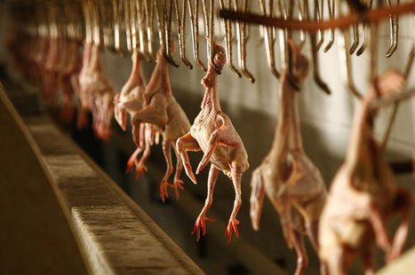 Plucked dead pigeons hang at a pigeon farm in Dezhou, Shandong province April 9, 2013. REUTERS/Stringer Plucked dead pigeons hang at a pigeon farm in Dezhou, Shandong province April 9, 2013. REUTERS/Stringer
