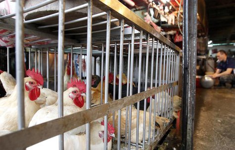 Chickens sit inside cages in a traditional market in Taipei April 25, 2013. REUTERS/Pichi Chuang Chickens sit inside cages in a traditional market in Taipei April 25, 2013. REUTERS/Pichi Chuang