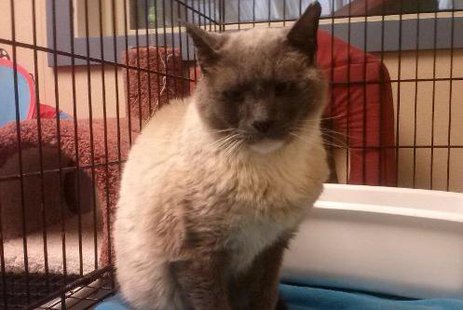 Ace the cat from Tuscon, Arizona (Photo: South Wood County Humane Society) Ace the cat from Tuscon, Arizona (Photo: South Wood County Humane Society)