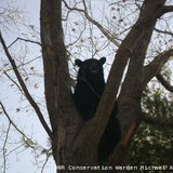 Photo of a bear that was killed by the DNR after wardens say it attacked a donkey at a hobby farm near Shiocton April 19. (courtesy of the Wisconsin DNR).