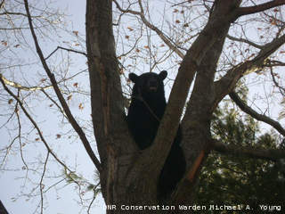 Photo of a bear that was killed by the DNR after wardens say it attacked a donkey at a hobby farm near Shiocton April 19. (courtesy of the Wisconsin DNR). Photo of a bear that was killed by the DNR after wardens say it attacked a donkey at a hobby farm near Shiocton April 19. (courtesy of the Wisconsin DNR).
