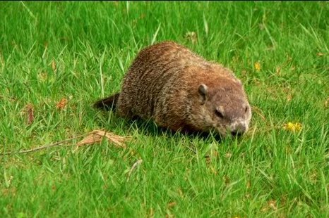 Woodchuck Woodchuck