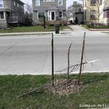 Oshkosh police say this is one of several trees that were damaged during an April 13, 2013 pub crawl. (courtesy of the Oshkosh Police Dept.)