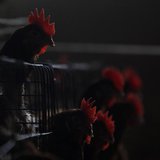 Chickens are seen at a poultry farm on the outskirts of Shanghai April 16, 2013. REUTERS/Aly Song