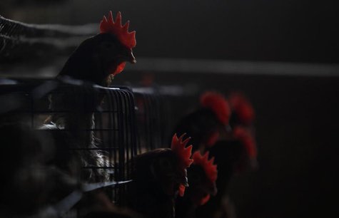 Chickens are seen at a poultry farm on the outskirts of Shanghai April 16, 2013. REUTERS/Aly Song Chickens are seen at a poultry farm on the outskirts of Shanghai April 16, 2013. REUTERS/Aly Song