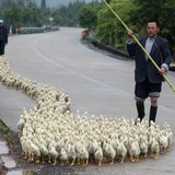 A breeder, whose business has been affected by the H7N9 bird flu virus, walks his ducks along a road in Changzhou county, Shandong province, A breeder, whose business has been affected by the H7N9 bird flu virus, walks his ducks along a road in Changzhou county, Shandong province,