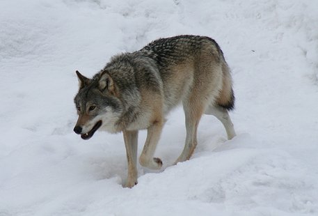 wolf wolf