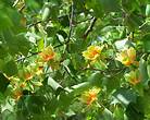 Tulip Poplar