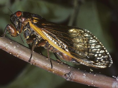 An adult cicada ovipositing into an apple twig is shown in this undated handout photo by Connecticut Agricultural Experiment Station release An adult cicada ovipositing into an apple twig is shown in this undated handout photo by Connecticut Agricultural Experiment Station release