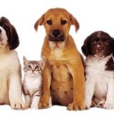 pets
pets