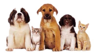 pets
pets