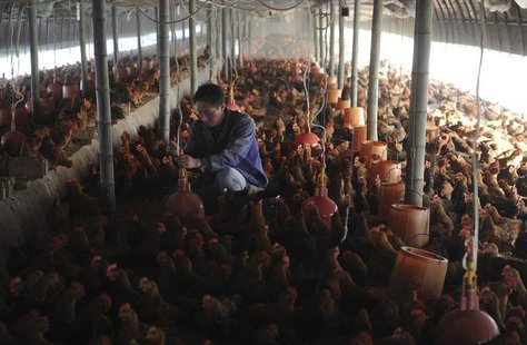 A worker adjusts a water dispensing device at a chicken farm in Changfeng county, Anhui province, April 14, 2013. REUTERS/Stringer A worker adjusts a water dispensing device at a chicken farm in Changfeng county, Anhui province, April 14, 2013. REUTERS/Stringer