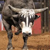 Image courtesy of PRNewsFoto/Professional Bull Riders (via ABC News Radio)