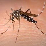 mosquito
