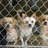 Dogs in an animal shelter Dogs in an animal shelter
