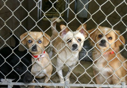 Dogs in an animal shelter Dogs in an animal shelter
